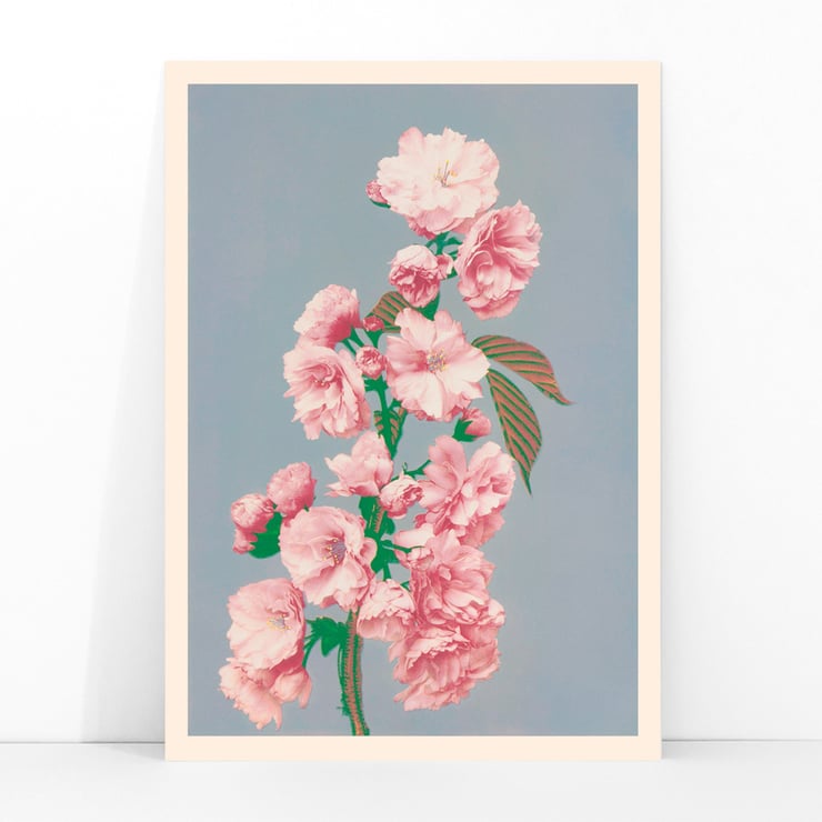 Cherry Blossom Cherry Blossom