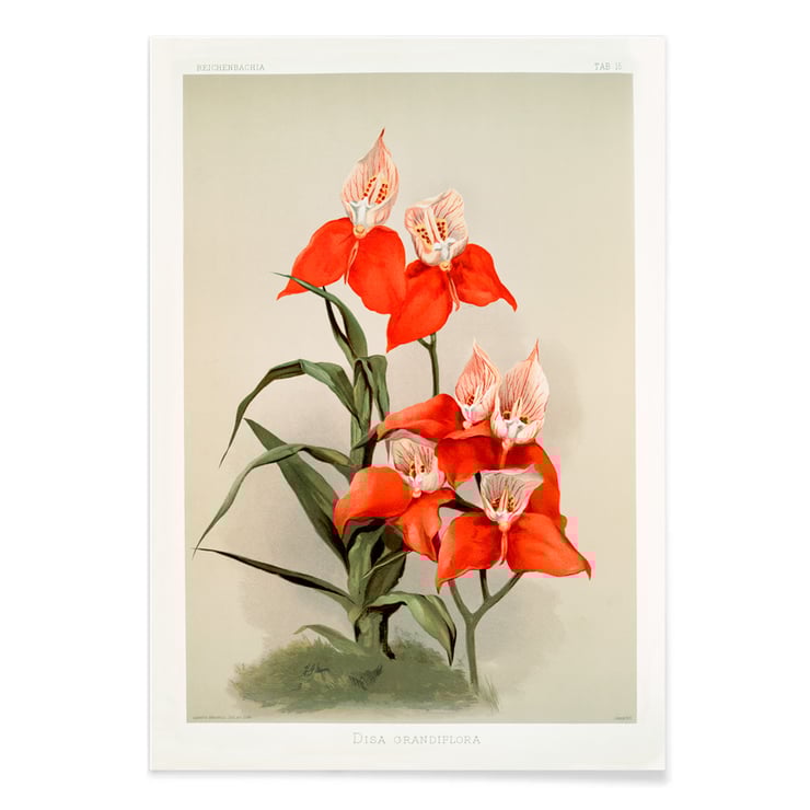 Disa grandiflora Disa grandiflora