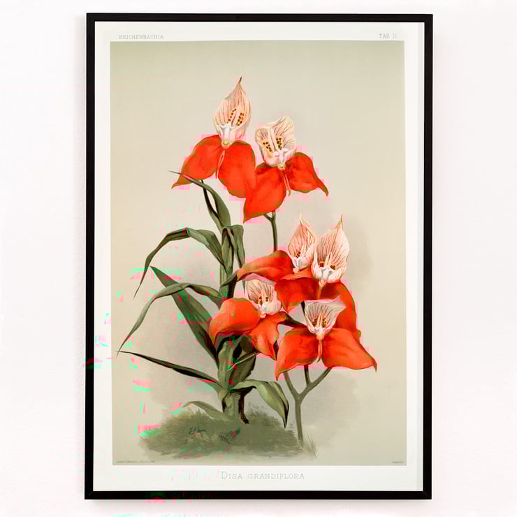 Disa grandiflora Disa grandiflora