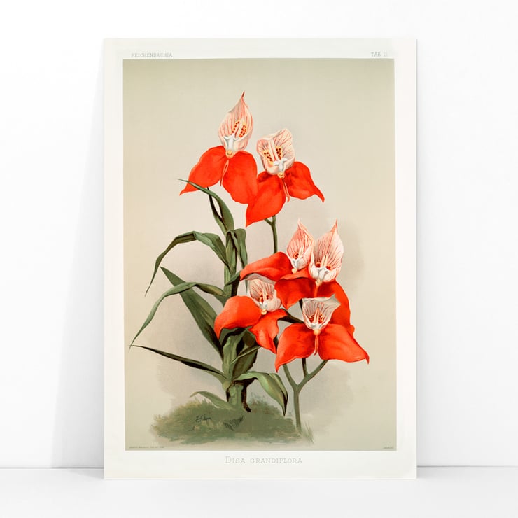 Disa grandiflora Disa grandiflora