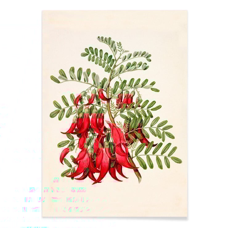 Antique plant Kowhai Antique plant Kowhai