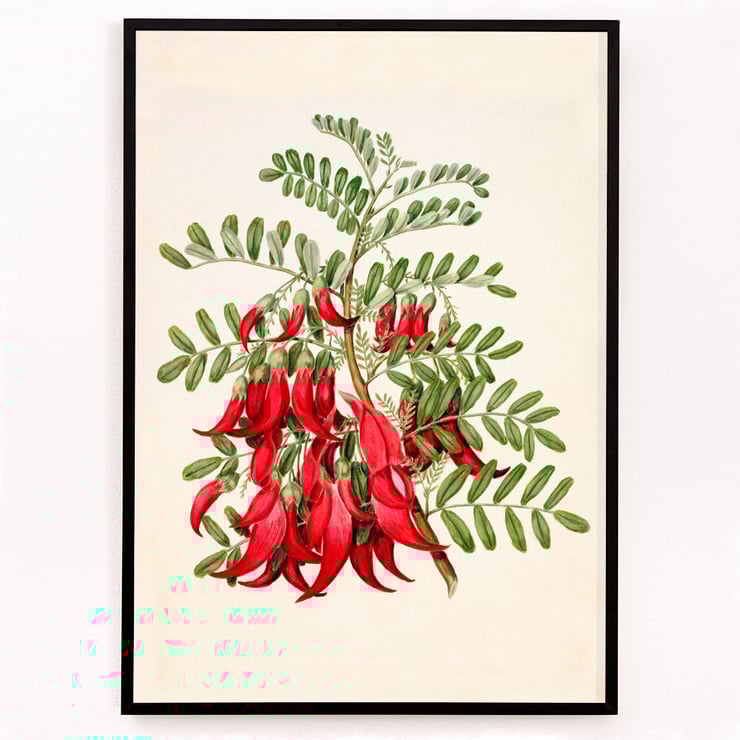 Antique plant Kowhai Antique plant Kowhai