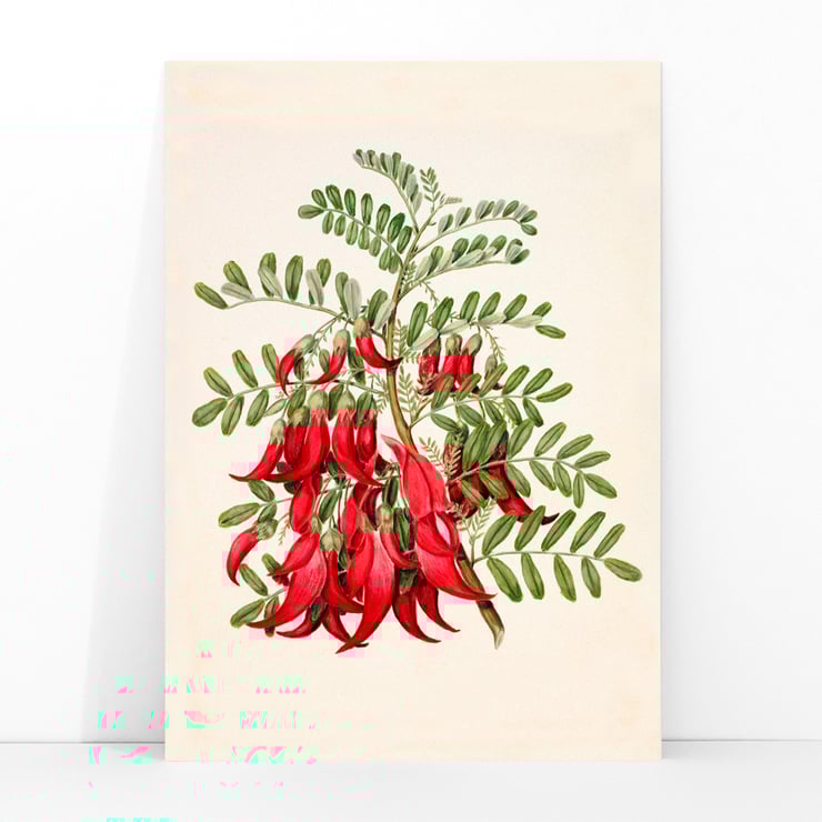 Antique plant Kowhai Antique plant Kowhai