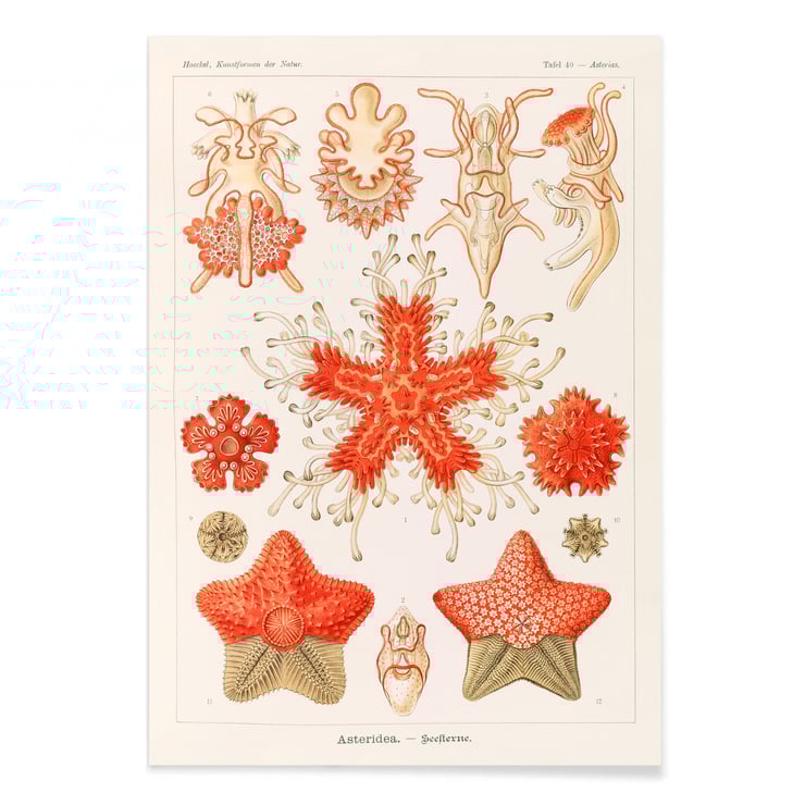 Asteridea Asteridea