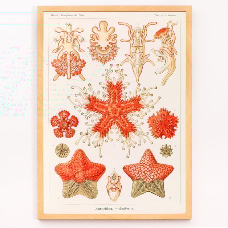 Asteridea Asteridea
