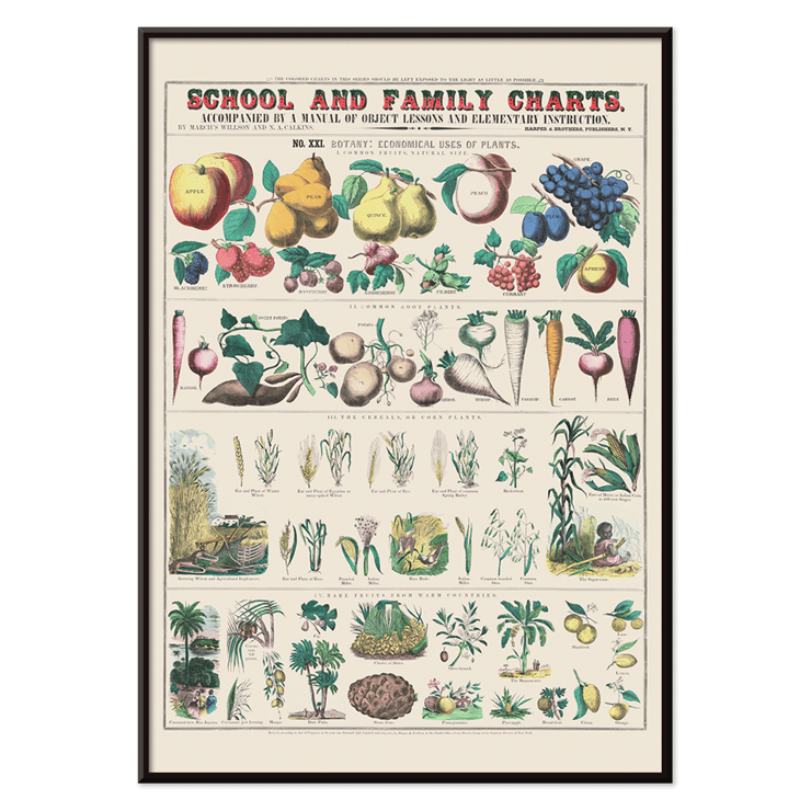 Framed botanical chart illustrating the economical use of plants by Marcius Willson. Botanical chart: Economical use of plants by Marcius Willson with illustrations of fruits vegetables and plants poster