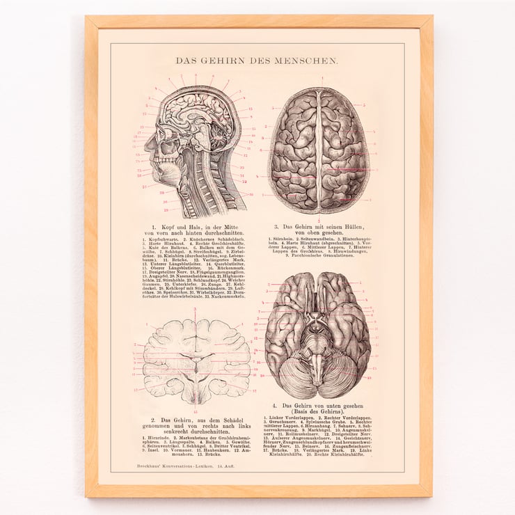 Humain Brain Humain Brain