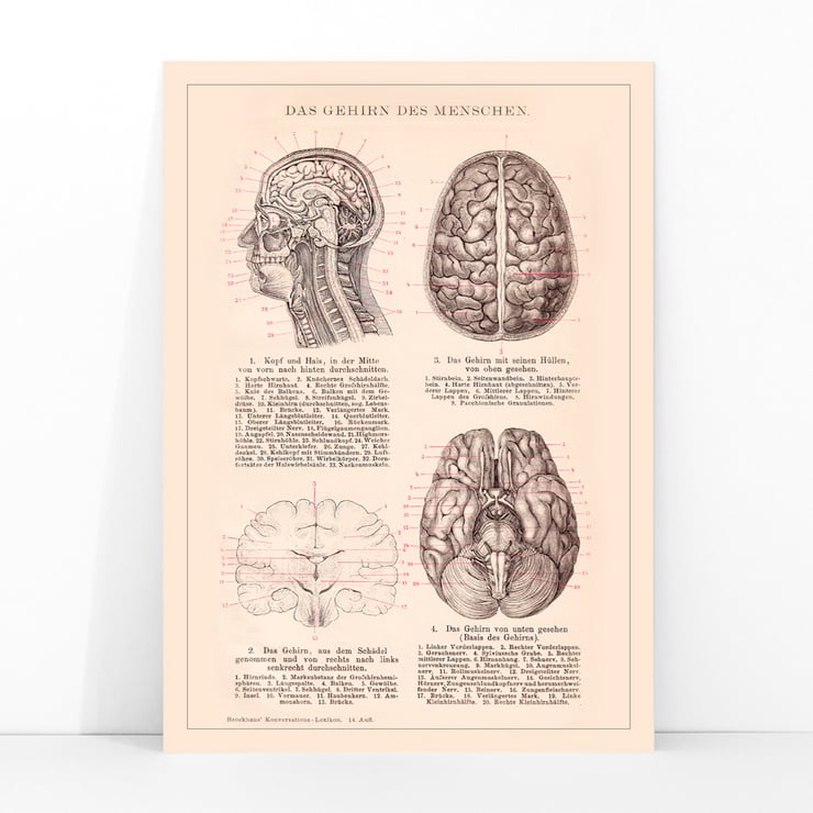Humain Brain Humain Brain