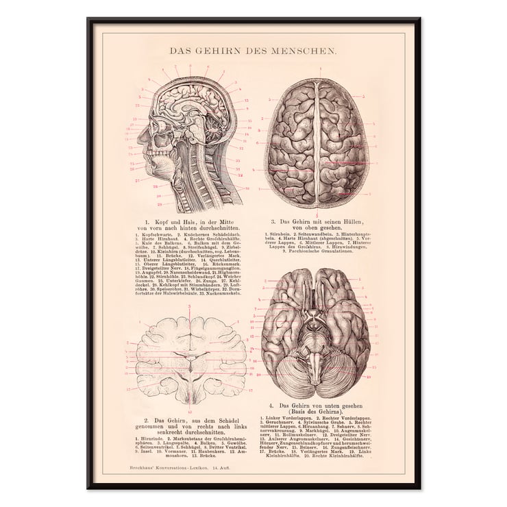 Humain Brain Humain Brain