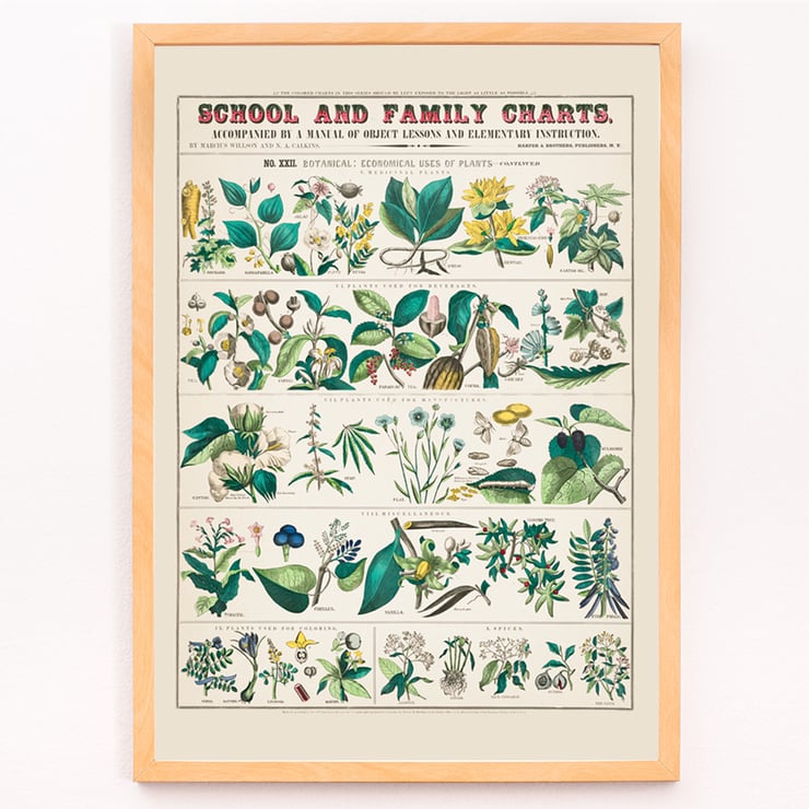 Detailed botanical illustrations showing economical uses of plants by Marcius Willson and Norman A Calkins in School and family charts Botanical economical uses of plants Poster of botanical illustrations showing economical uses of plants featuring artwork by Marcius Willson and Norman A. Calkins