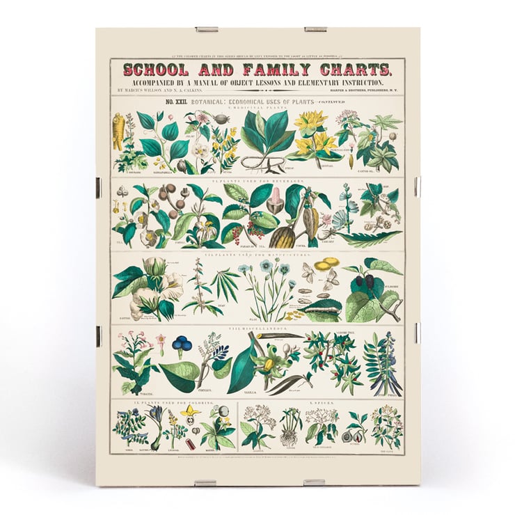 Detailed botanical illustrations showing economical uses of plants by Marcius Willson and Norman A Calkins in School and family charts Botanical economical uses of plants Poster of botanical illustrations showing economical uses of plants featuring artwork by Marcius Willson and Norman A. Calkins