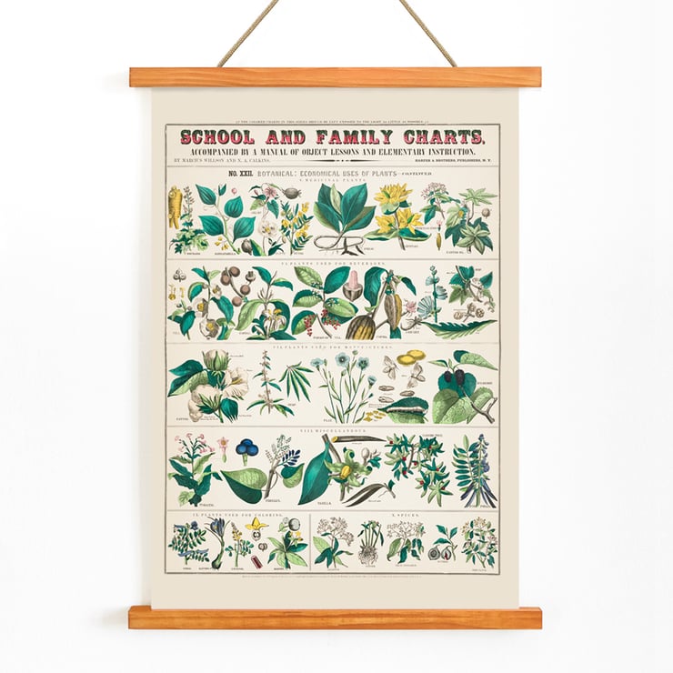 Detailed botanical illustrations showing economical uses of plants by Marcius Willson and Norman A Calkins in School and family charts Botanical economical uses of plants Poster of botanical illustrations showing economical uses of plants featuring artwork by Marcius Willson and Norman A. Calkins