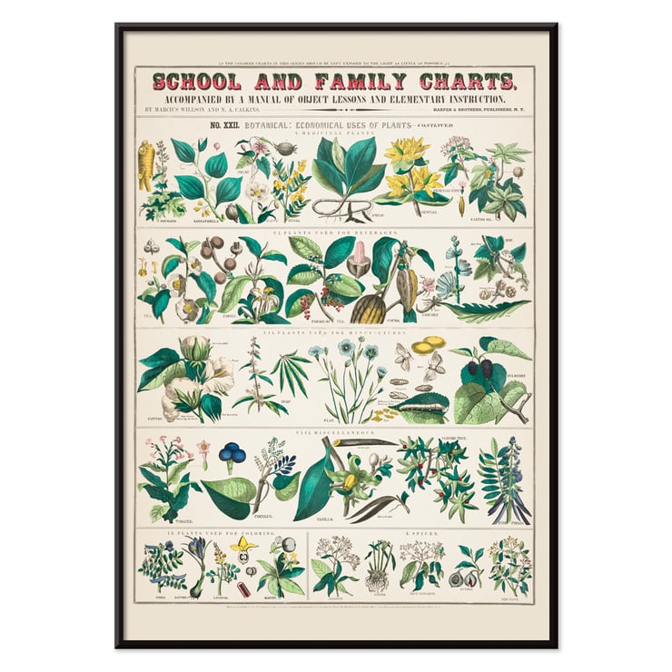Detailed botanical illustrations showing economical uses of plants by Marcius Willson and Norman A Calkins in School and family charts Botanical economical uses of plants Poster of botanical illustrations showing economical uses of plants featuring artwork by Marcius Willson and Norman A. Calkins