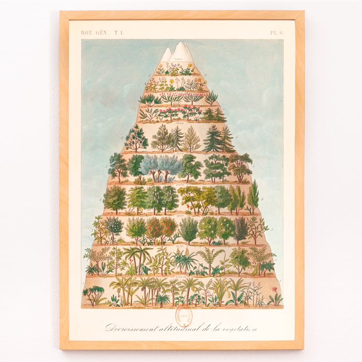 Decroissement Altitudinal de la vegetation by Jean-Augustin Barral showing diverse plant life on a mountain diagram. Poster titled Decroissement Altitudinal de la vegetation by Jean-Augustin Barral depicting various plant species on a mountain.