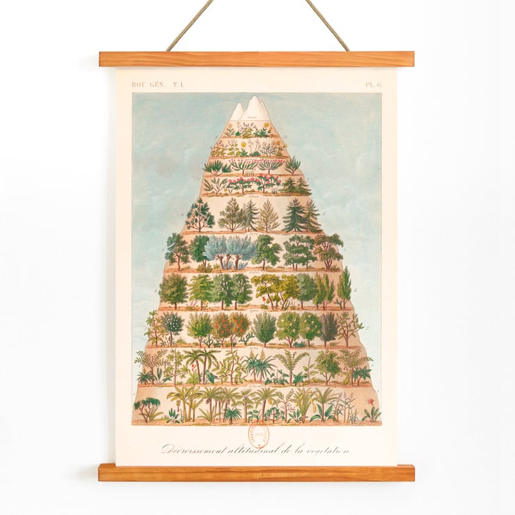 Decroissement Altitudinal de la vegetation by Jean-Augustin Barral showing diverse plant life on a mountain diagram. Poster titled Decroissement Altitudinal de la vegetation by Jean-Augustin Barral depicting various plant species on a mountain.