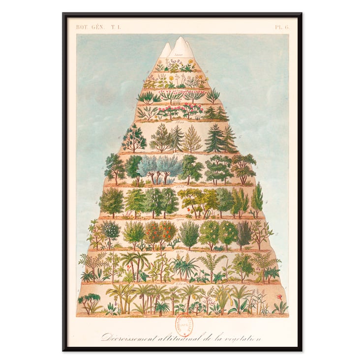 Decroissement Altitudinal de la vegetation by Jean-Augustin Barral showing diverse plant life on a mountain diagram. Poster titled Decroissement Altitudinal de la vegetation by Jean-Augustin Barral depicting various plant species on a mountain.