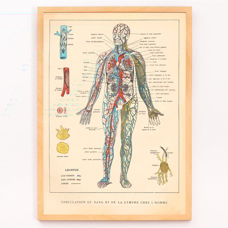 Illustration of human circulatory system by Ferdinand Faideau titled Circulation du sang Poster showing human blood circulation and lymphatic system with detailed labels Circulation du sang by Ferdinand Faideau