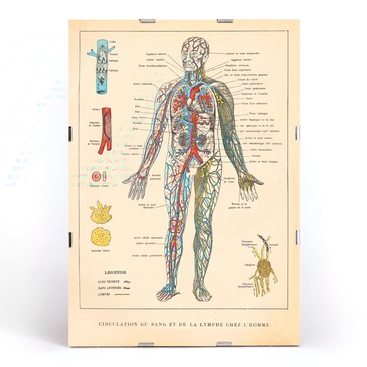 Illustration of human circulatory system by Ferdinand Faideau titled Circulation du sang Poster showing human blood circulation and lymphatic system with detailed labels Circulation du sang by Ferdinand Faideau