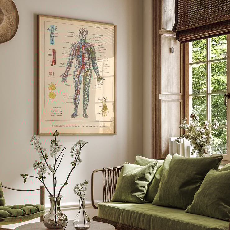 Illustration of human circulatory system by Ferdinand Faideau titled Circulation du sang Poster showing human blood circulation and lymphatic system with detailed labels Circulation du sang by Ferdinand Faideau