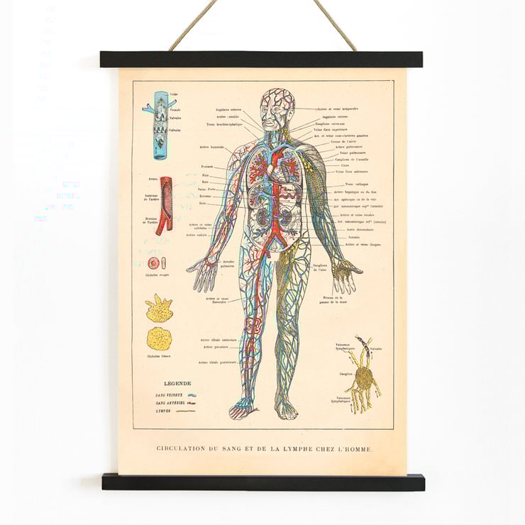 Illustration of human circulatory system by Ferdinand Faideau titled Circulation du sang Poster showing human blood circulation and lymphatic system with detailed labels Circulation du sang by Ferdinand Faideau