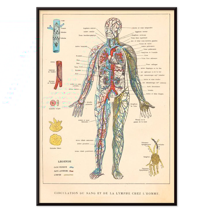 Illustration of human circulatory system by Ferdinand Faideau titled Circulation du sang Poster showing human blood circulation and lymphatic system with detailed labels Circulation du sang by Ferdinand Faideau
