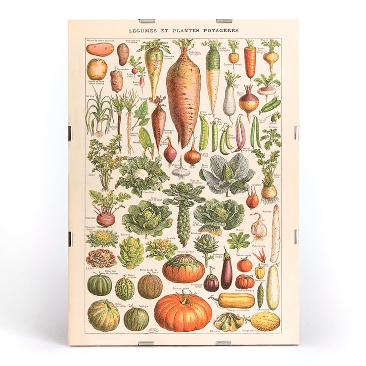 Illustration of garden vegetables by Claude Augé from Plantes Potageres in Le Larousse pour tous. Poster of various vegetables from Plantes Potageres by Claude Augé displaying detailed illustrations on a white background.