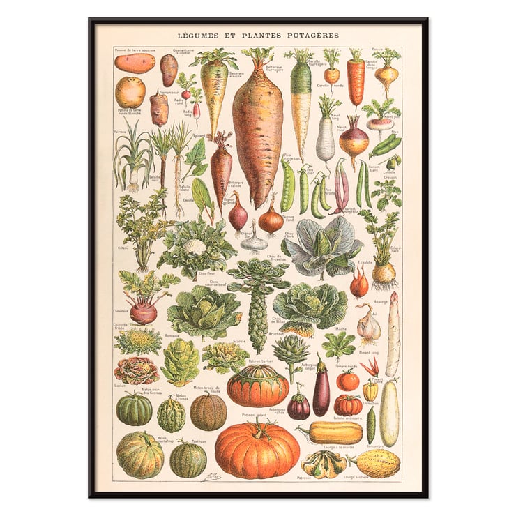 Illustration of garden vegetables by Claude Augé from Plantes Potageres in Le Larousse pour tous. Poster of various vegetables from Plantes Potageres by Claude Augé displaying detailed illustrations on a white background.