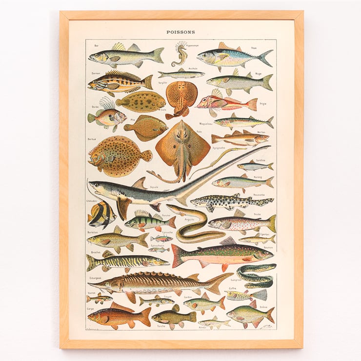 Illustration of diverse fish species Poissons from Le Larousse pour tous by Claude Augé. Poster illustrating various fish species titled Poissons from Le Larousse pour tous by Claude Augé with detailed illustrations