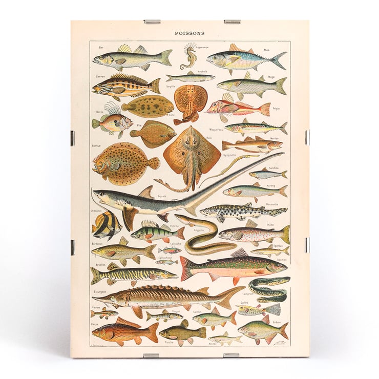 Illustration of diverse fish species Poissons from Le Larousse pour tous by Claude Augé. Poster illustrating various fish species titled Poissons from Le Larousse pour tous by Claude Augé with detailed illustrations