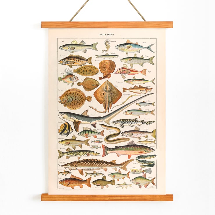 Illustration of diverse fish species Poissons from Le Larousse pour tous by Claude Augé. Poster illustrating various fish species titled Poissons from Le Larousse pour tous by Claude Augé with detailed illustrations
