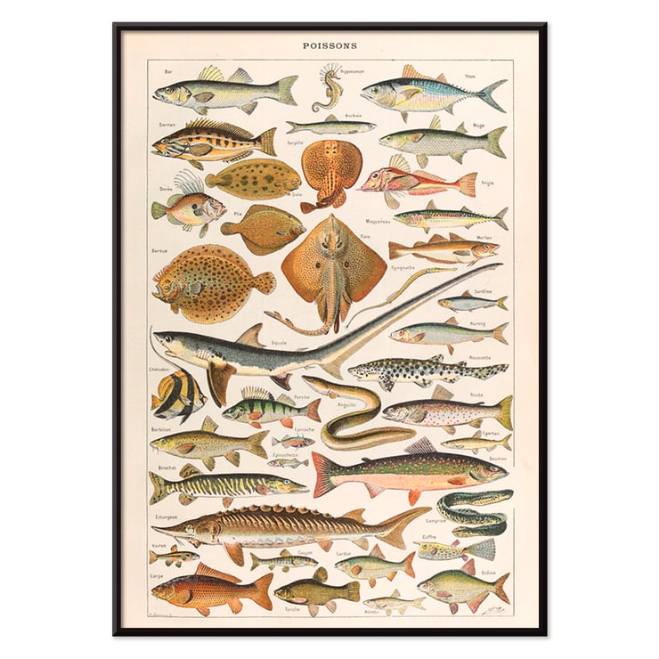 Illustration of diverse fish species Poissons from Le Larousse pour tous by Claude Augé. Poster illustrating various fish species titled Poissons from Le Larousse pour tous by Claude Augé with detailed illustrations
