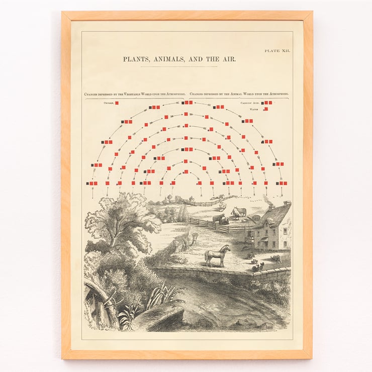 Vintage illustration of ecosystem interactions by Edward Livingston Youmans titled Plate XII Plants Animals and the Air Poster illustrating the interaction of plants animals and air by Edward Livingston Youmans titled Plate XII Plants Animals and the Air