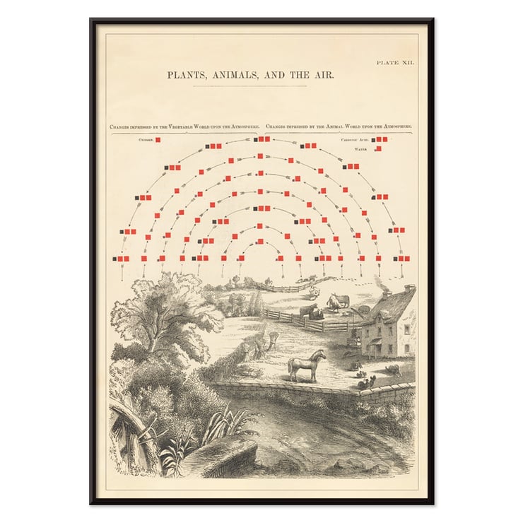 Vintage illustration of ecosystem interactions by Edward Livingston Youmans titled Plate XII Plants Animals and the Air Poster illustrating the interaction of plants animals and air by Edward Livingston Youmans titled Plate XII Plants Animals and the Air