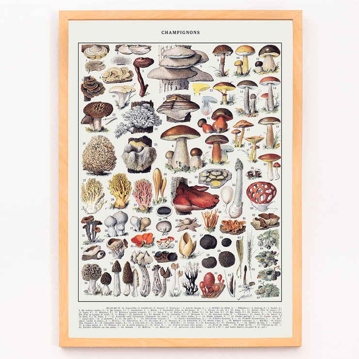 Colorful illustrated mushrooms by Éditions Larousse in Mushrooms colour plate 1 Poster depicting various mushroom species in detailed illustrations titled Mushrooms colour plate 1 by Éditions Larousse.