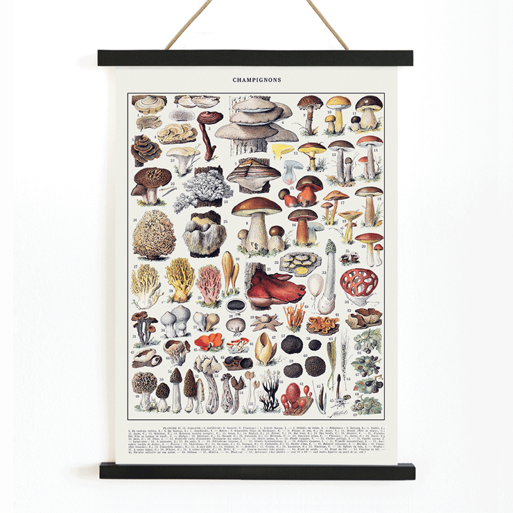 Colorful illustrated mushrooms by Éditions Larousse in Mushrooms colour plate 1 Poster depicting various mushroom species in detailed illustrations titled Mushrooms colour plate 1 by Éditions Larousse.