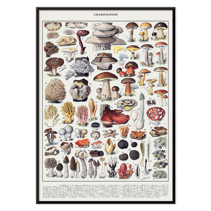 Colorful illustrated mushrooms by Éditions Larousse in Mushrooms colour plate 1 Poster depicting various mushroom species in detailed illustrations titled Mushrooms colour plate 1 by Éditions Larousse.