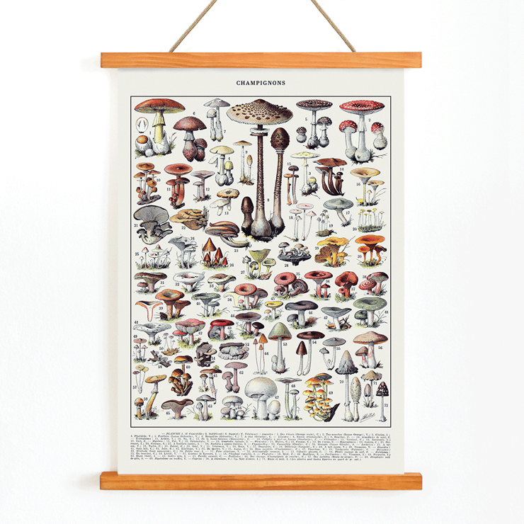 Illustration of various mushrooms by Éditions Larousse titled Mushrooms colour plate 2 Poster of various mushroom illustrations titled Mushrooms colour plate 2 by Éditions Larousse showcasing different types and species