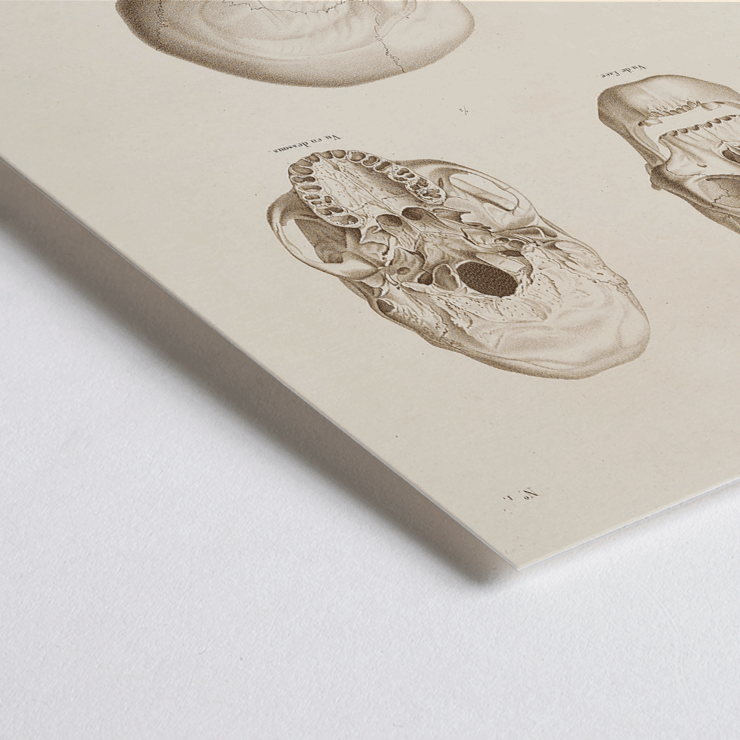 Illustration of skulls by Louis-Isidore Duperrey from Voyage autour du monde Pl.104 Poster of skull illustrations titled Voyage autour du monde Pl.104 by Louis-Isidore Duperrey