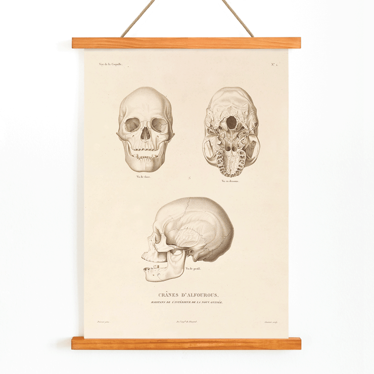 Illustration of skulls by Louis-Isidore Duperrey from Voyage autour du monde Pl.104 Poster of skull illustrations titled Voyage autour du monde Pl.104 by Louis-Isidore Duperrey