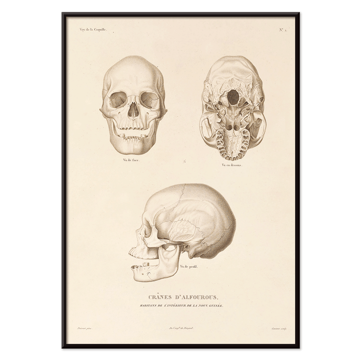 Illustration of skulls by Louis-Isidore Duperrey from Voyage autour du monde Pl.104 Poster of skull illustrations titled Voyage autour du monde Pl.104 by Louis-Isidore Duperrey