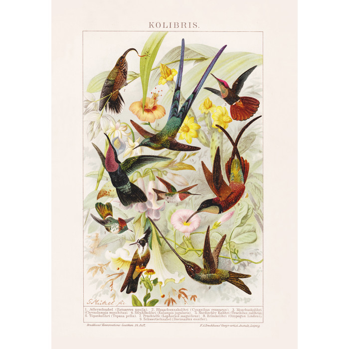 Humming-Birds Poster