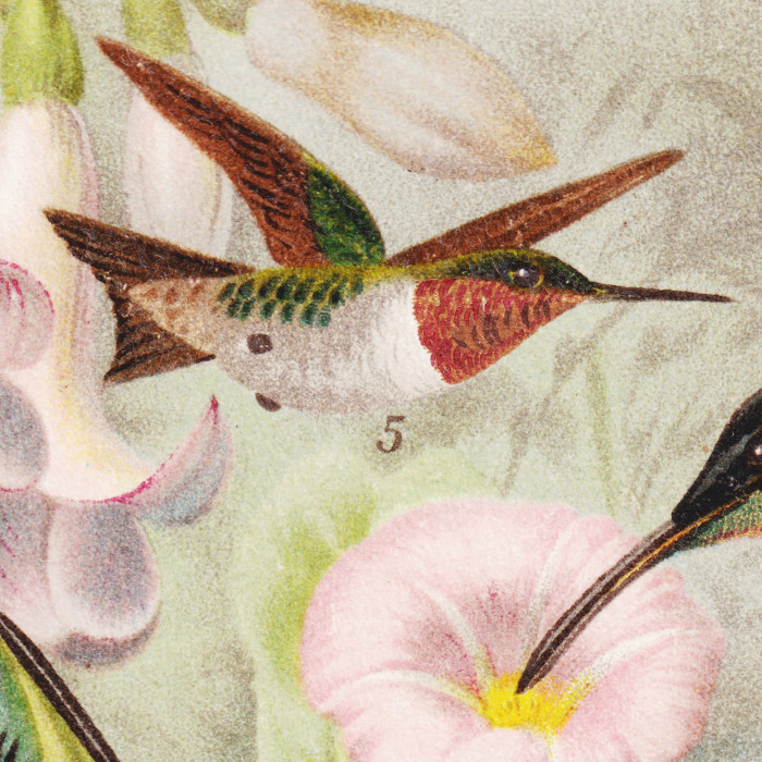 Humming-Birds Poster