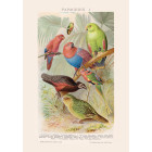 Parrots Poster