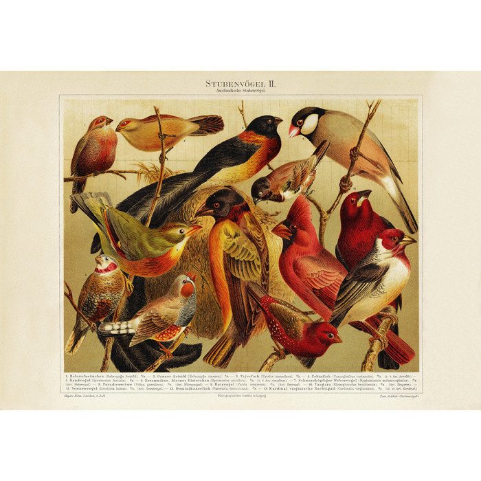 Room Birds Poster