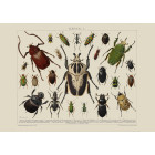 Insects Poster