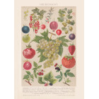 Berry Fruit Poster
