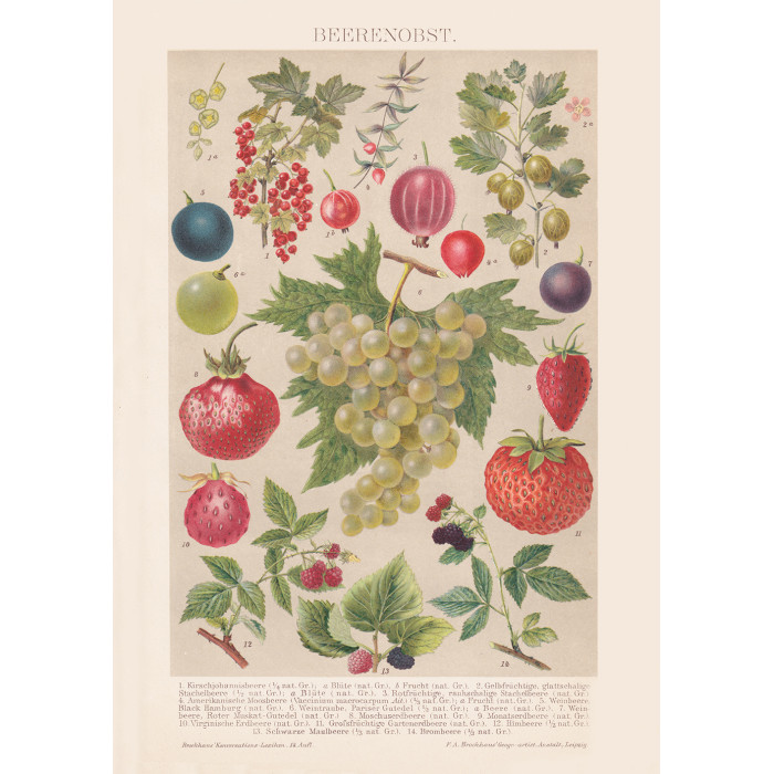 Berry Fruit Poster
