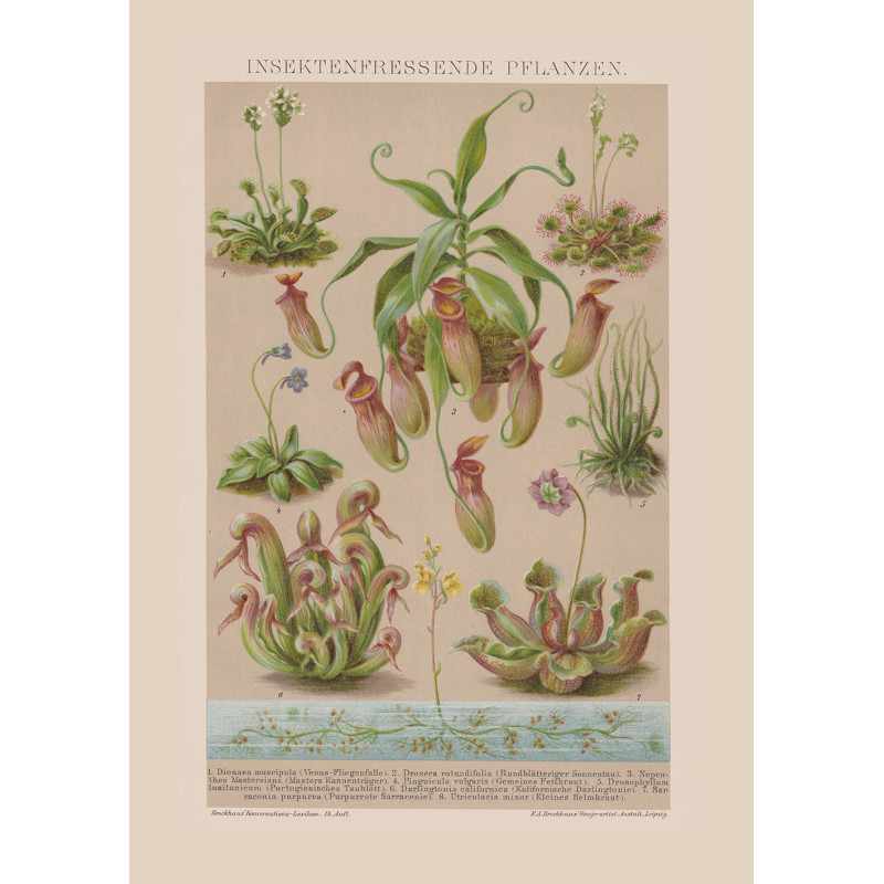 Carnivorous Plant Poster