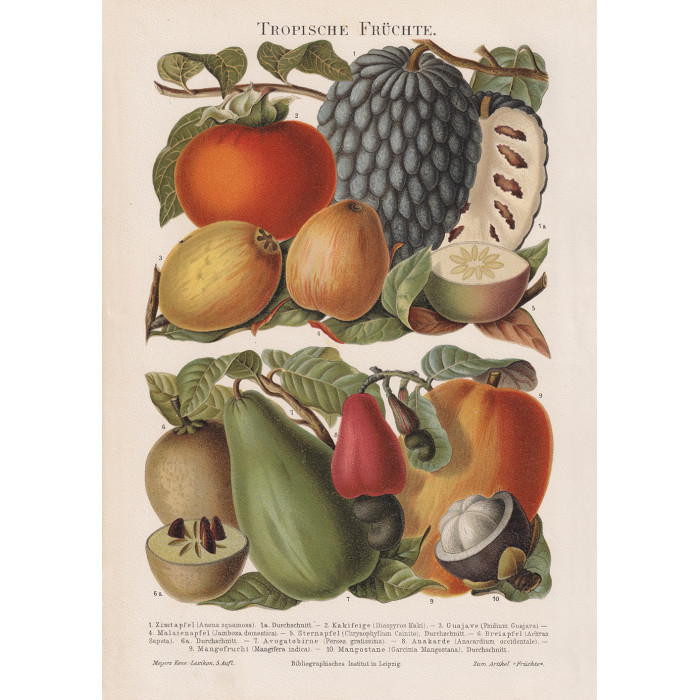 Tropical Fruits Poster