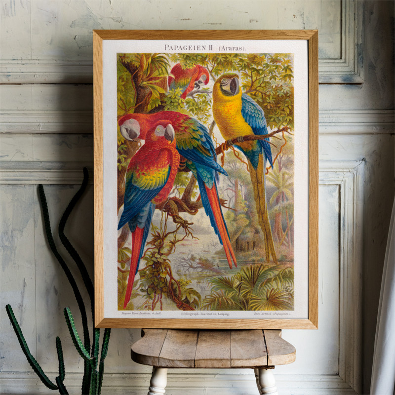 Parrots II